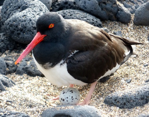 Oyster catcher with egg